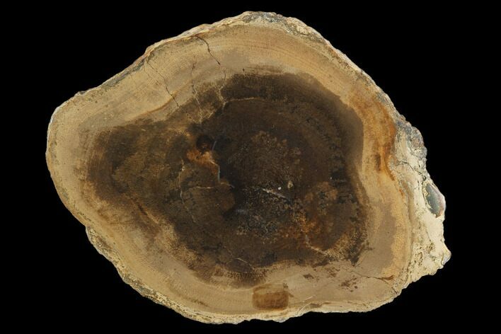 Polished Petrified Wood Round - Sweethome, Oregon #128593